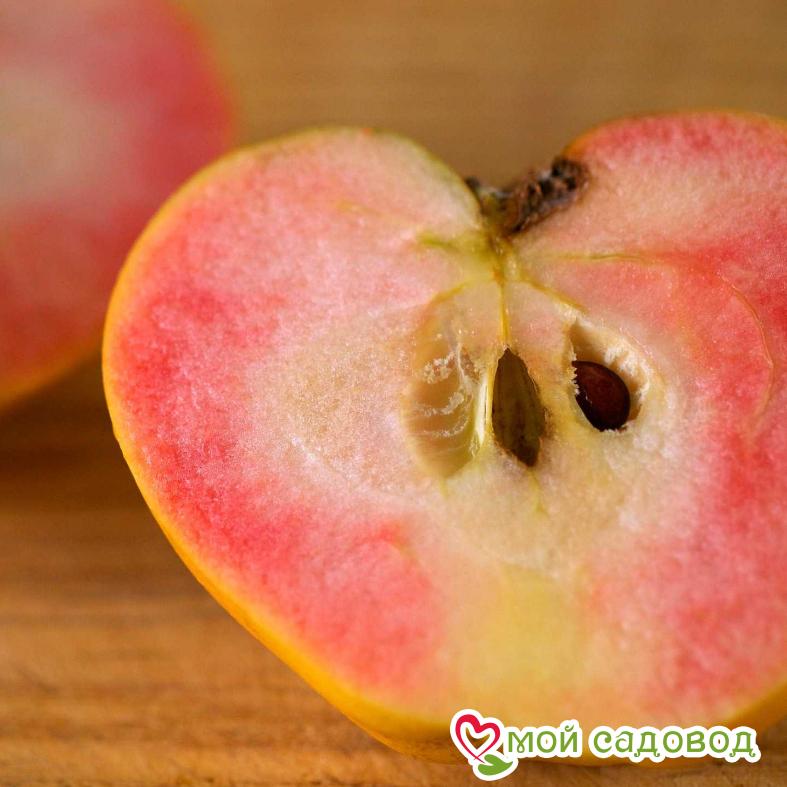 Яблоня Розовый жемчуг