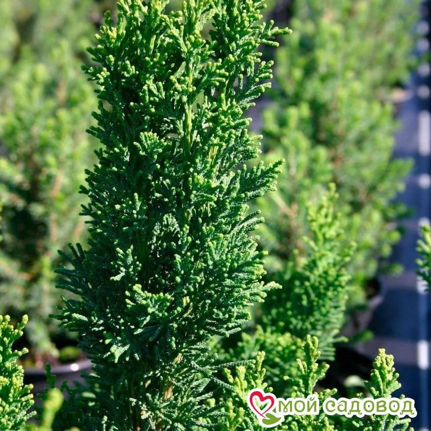 Кипарисовик туполистный Драт