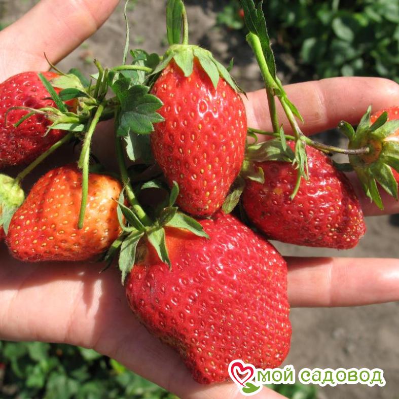 Клубника Вебенал