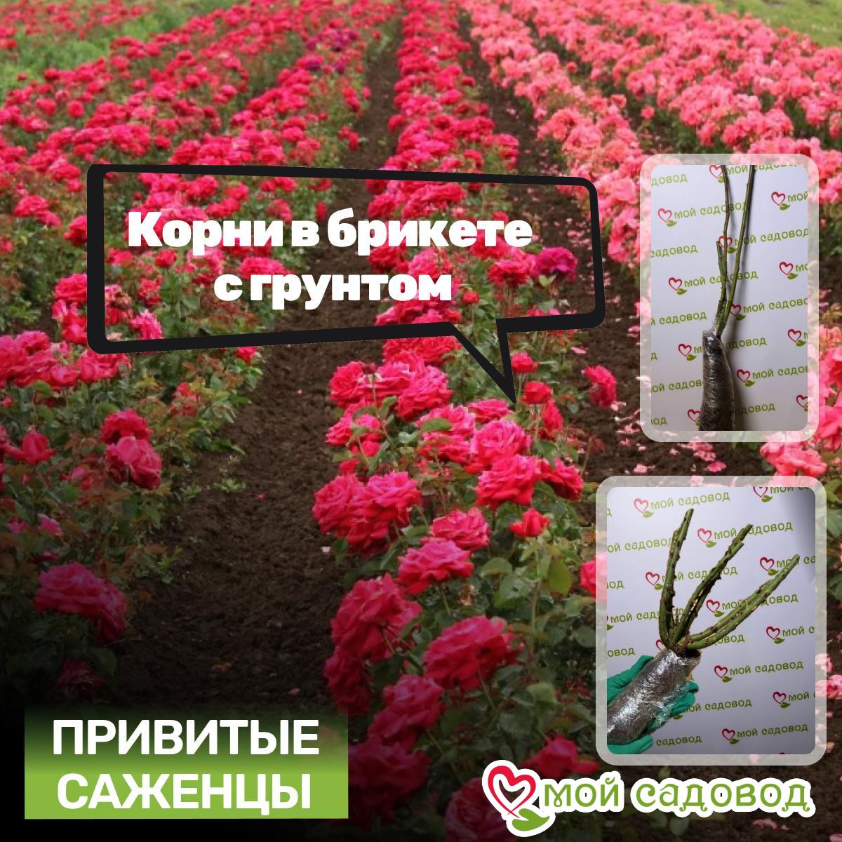 Роза Вайлд Момент